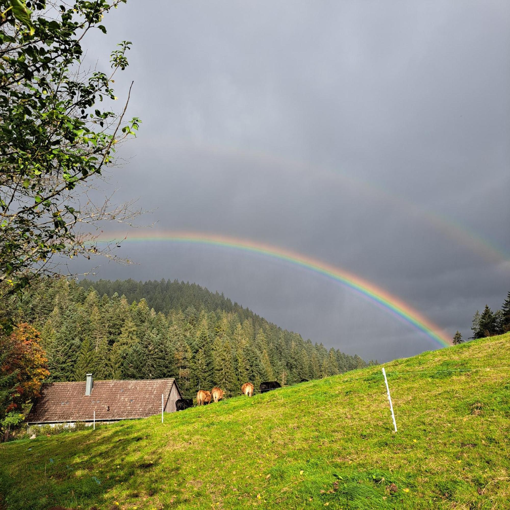 Ferienhaus Schwarzwald Seewald Erzgrube Badesee 100% Natur Exteriör bild